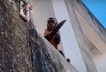 Mono armado con un cuchillo siembra el terror en un barrio de Brasil Mono armado con un cuchillo siembra el terror en un barrio de Brasil