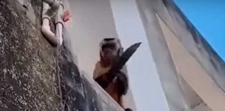 Mono armado con un cuchillo siembra el terror en un barrio de Brasil