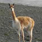 Un niño de 8 años descubre el cráneo de un camélido