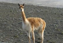 ‘Interesante’ Descubren cráneo de camélido que vivió más de 400 mil años Un niño de 8 años descubre el cráneo de un camélido