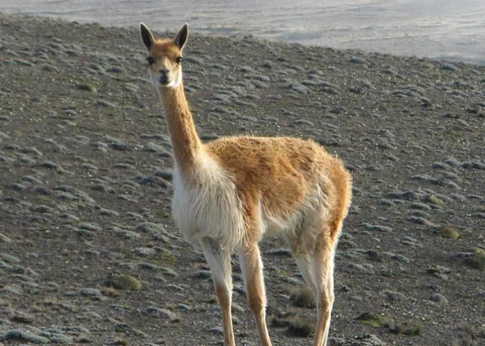 Un niño de 8 años descubre el cráneo de un camélido