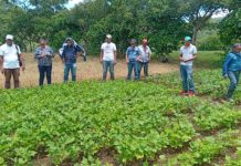 Se realizó capacitación a productores de granos básicos de Matagalpa Se realizó capacitación a productores de granos básicos de Matagalpa