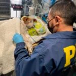 Pelea entre vecinos terminó con grave agresión a perro