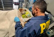 Pelea entre vecinos terminó con grave agresión a perro Pelea entre vecinos terminó con grave agresión a perro