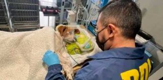 Pelea entre vecinos terminó con grave agresión a perro