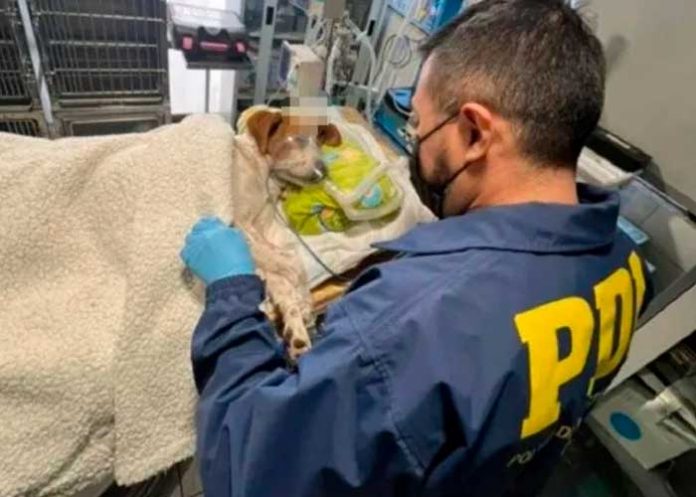 Pelea entre vecinos terminó con grave agresión a perro