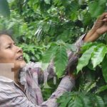 Cultivos en las faldas del Mombacho, departamento de Granada
