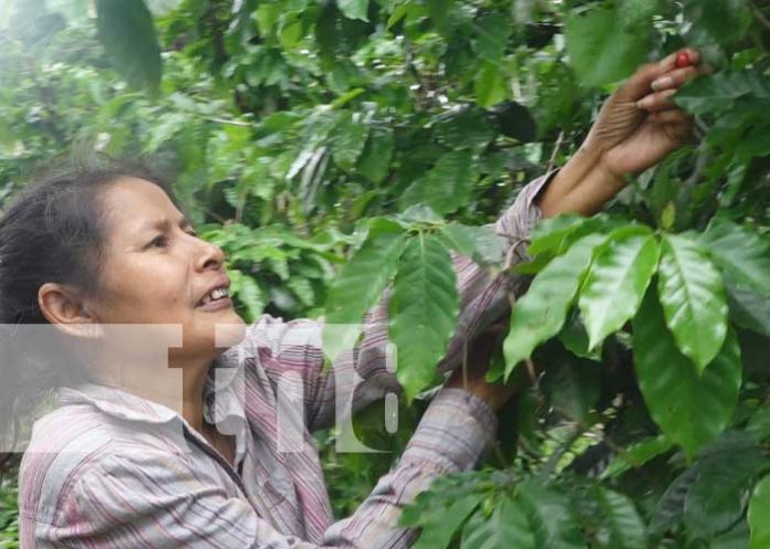 Cultivos en las faldas del Mombacho, departamento de Granada