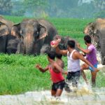 ¡Aterrorizados! Elefante aplasta a una mujer y la ataca durante funeral Un elefante mata a una mujer en la India y llega al funeral