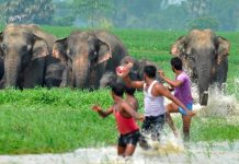 Un elefante mata a una mujer en la India y llega al funeral