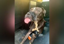 ¡Qué crueldad! Dejan abandonado a un perrito atado de las patas y el hocico ¡Qué crueldad! Dejan abandonado a un perrito atado de las patas y el hocico