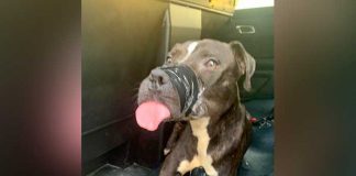 ¡Qué crueldad! Dejan abandonado a un perrito atado de las patas y el hocico