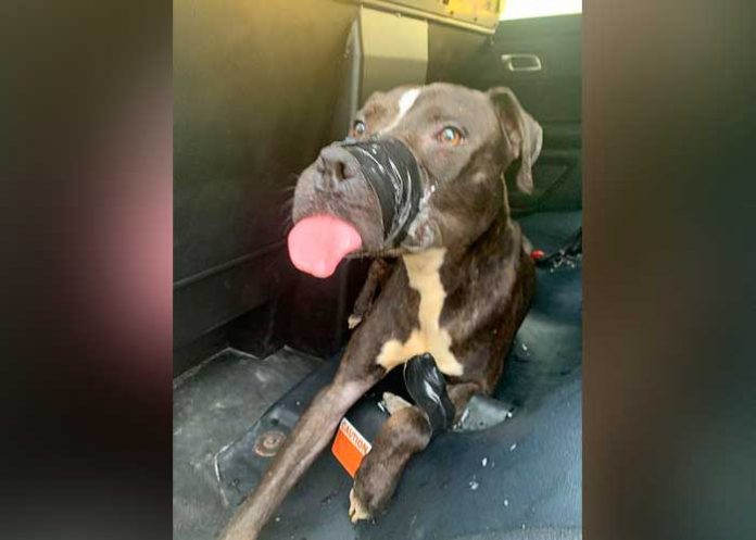 ¡Qué crueldad! Dejan abandonado a un perrito atado de las patas y el hocico