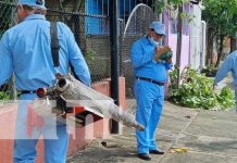 Eliminan criaderos de mosquito en el barrio San José Oriental de Managua Jornada de fumigación y abatización en Managua