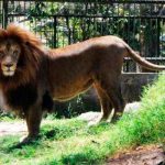 ¡Imágenes sensibles! Feroz ataque de león en zoológico en Honduras