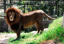 ¡Imágenes sensibles! Feroz ataque de león en zoológico en Honduras ¡Imágenes sensibles! Feroz ataque de león en zoológico en Honduras