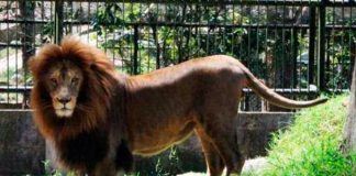 ¡Imágenes sensibles! Feroz ataque de león en zoológico en Honduras