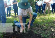 Sembrarán en Nicaragua más de 4 millones de árboles por afectaciones de Julia Jornada de reforestación del MINSA y el INAFOR en Nicaragua