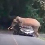 ¡Insólito! Elefante mata a mujer y embiste contra su cadáver en el funeral ¡Insólito! Elefante mata a mujer y embiste contra su cadáver en el funeral