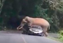 ¡Insólito! Elefante mata a mujer y embiste contra su cadáver en el funeral ¡Insólito! Elefante mata a mujer y embiste contra su cadáver en el funeral