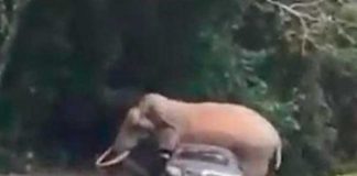 ¡Insólito! Elefante mata a mujer y embiste contra su cadáver en el funeral