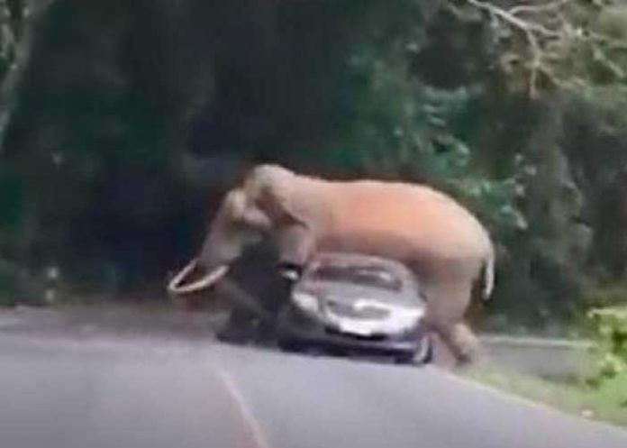 ¡Insólito! Elefante mata a mujer y embiste contra su cadáver en el funeral