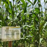 INTA presenta avances de adaptación con nuevas variedades del maíz Variedad de maíz presentada por el INTA Nicaragua