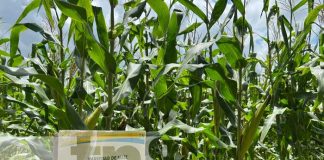 Variedad de maíz presentada por el INTA Nicaragua