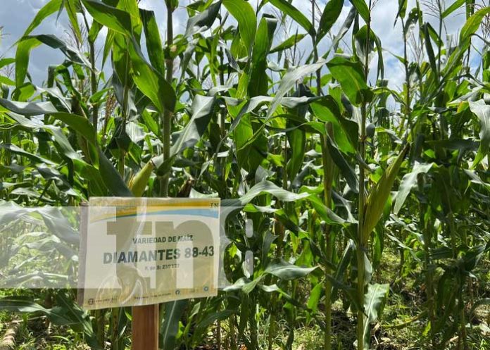 Variedad de maíz presentada por el INTA Nicaragua