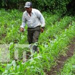Buen invierno para la producción y la agricultura en Masaya Producción con grandes niveles en fincas de Masaya