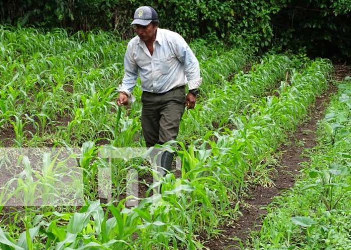 Producción con grandes niveles en fincas de Masaya