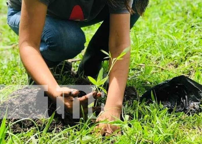 muy-muy-cultivo-3 Fortalecimiento de técnicas de cultivo gracias al INATEC