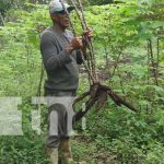 Pequeños productores de Nandaime apuestan al cultivo de la yuca Producción y cultivo de yuca en Nandaime