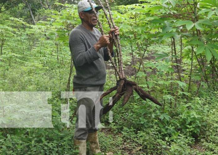 nandaime-cultivo-3 Producción y cultivo de yuca en Nandaime