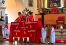 ¡Hambriento! Cachorro roba pan sagrado en plena misa Perrito se roba pan sagrado de Iglesia en plena misa