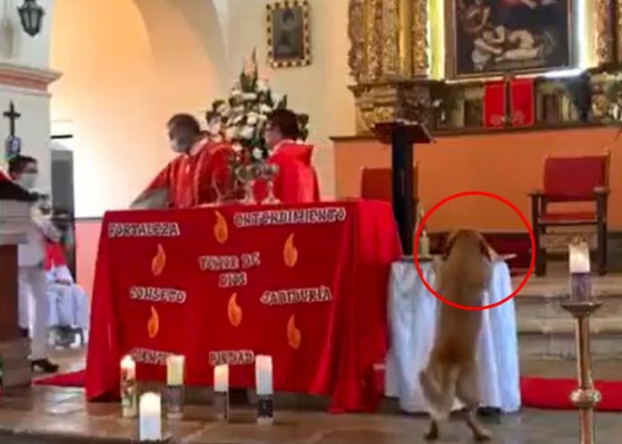 pero Perrito se roba pan sagrado de Iglesia en plena misa