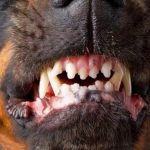 El hermano del atacado por 15 perros exige justicia