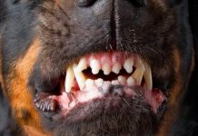El hermano del atacado por 15 perros exige justicia