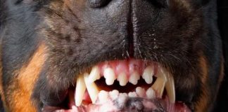 El hermano del atacado por 15 perros exige justicia