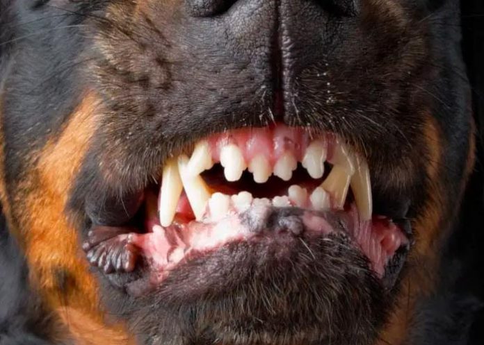 El hermano del atacado por 15 perros exige justicia