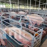 Producción en granja porcina de Nicaragua