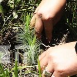 Jornada de reforestación en Madriz