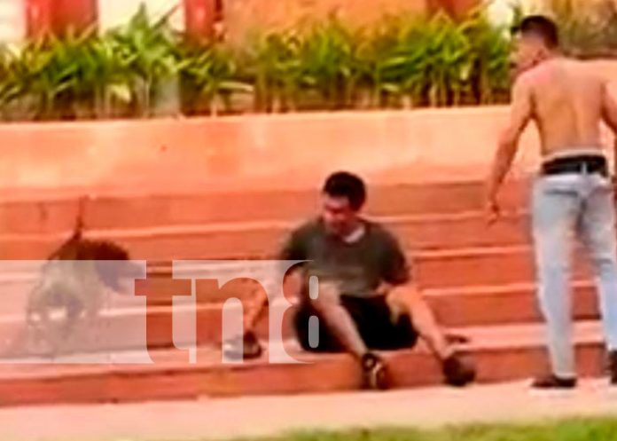 En Managua, pitbull impide el robo de la motocicleta de su amo