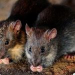 En Suecia descubren nuevo coronavirus en roedores transmisible a humanos