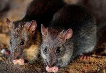 En Suecia descubren nuevo coronavirus en roedores transmisible a humanos En Suecia descubren nuevo coronavirus en roedores transmisible a humanos