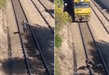 ¡Hoy por ti, mañana por mí! Lo salva cuando cayó en vías de tren Un joven arriesga su vida en las vías de un tren