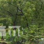 En Nicaragua lanzan campaña «Universidades Verdes» para proteger a la naturaleza Promoción de las Universidades Verdes en Nicaragua