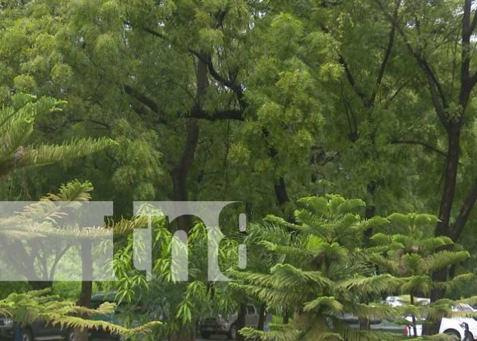 universidad-verde-1 Promoción de las Universidades Verdes en Nicaragua