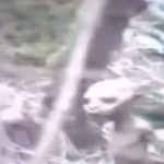 ¡Escalofriante! Captan a extraña criatura corriendo en un bosque (Video)