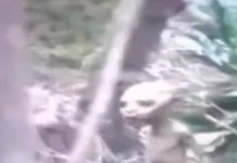 ¡Escalofriante! Captan a extraña criatura corriendo en un bosque (Video) ¡Escalofriante! Captan a extraña criatura corriendo en un bosque (Video)